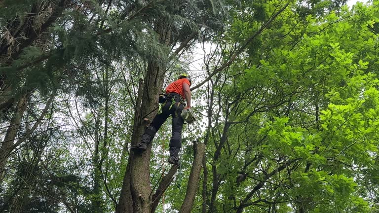 Leaf Removal in Arabi, LA